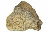 Dinosaur (Triceratops) Frill Shield Section - Montana #330184-1
